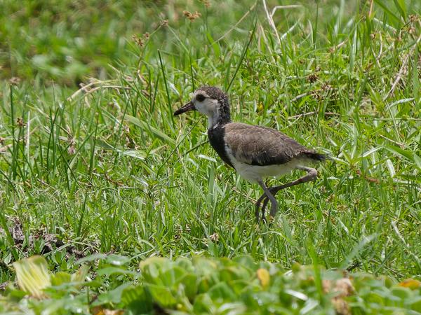 <h3><a href="/trips/tanzania/biota/animalia/chordata/aves/024 charadriiformes/009 charadriidae/vanellus crassirostris/vanellus crassirostris-nl.html">Vanellus&nbsp;crassirostris</a> / Long‑toed&nbsp;lapwing / Langteenkievit</h3>OM-1 Mark II met OLYMPUS M.150-400mm F4.5 TC, 1/2000 sec  bij F5.6, ISO 400, afstand 35.7&nbsp;m